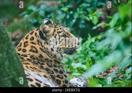 Amur léopard (Panthera pardus orientalis) captif Banque D'Images