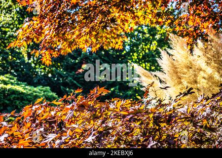 Feuilles d'automne aux couleurs vives avec de l'herbe de pampas illuminée par le soleil Banque D'Images