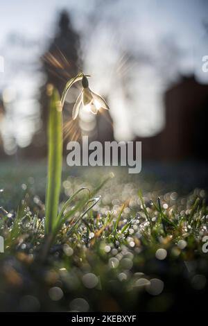 Réflexion de la lumière en gouttes de neige Banque D'Images