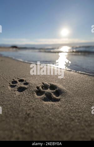 Chien sur la plage Banque D'Images
