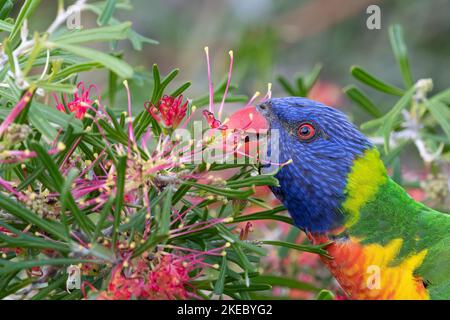 Rainbow lorikeet (Trichoglossus moluccanus) Banque D'Images