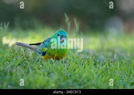 Perroquet rouge (Pseuphotus haematonotus) se nourrissant dans l'herbe, Sydney, Australie Banque D'Images