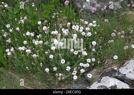 Klippen-Leimkraut, Einblütiges Leimkraut, Aufgeblasenes Leimkraut, Silene uniflora, Silene maritima, Silene vulgaris ssp. Maritima, sea campion, la si Banque D'Images