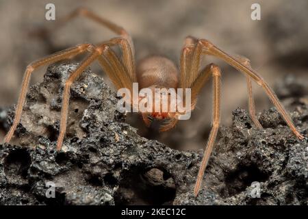 Araignée reclus méditerranéenne, araignée violon (Loxoscelles rufescens), araignée reclus brune, dans son habitat sauvage. Banque D'Images