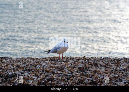 Un seul guette à tête noire, Chericocephalus Ridibundus dans son plumage d'hiver, assis sur une plage de galets avec la mer en arrière-plan Hampshire Royaume-Uni Banque D'Images