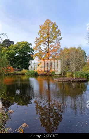 Feuillage d'automne coloré sur les arbres et les arbustes se reflétant dans le lac à Wisley RHS Gardens Surrey Angleterre Royaume-Uni Banque D'Images