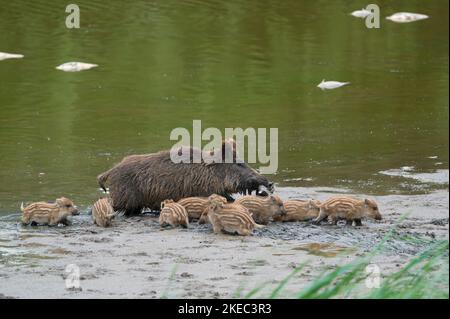 Sanglier (sus scrofa) avec un poisson mort (bream) dans la plume, en arrière-plan poisson plus mort, ruisseau, crumets, mai, été, Hesse, Allemagne, Europe Banque D'Images