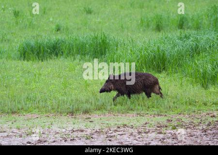 Sanglier (sus scrofa) courant le long de la rive d'un étang, truie, mai, été, Hesse, Allemagne, Europe Banque D'Images