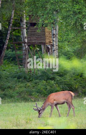 Cerf rouge broutant (Cervus eleaphus) devant une cachette surélevée, été, Hesse, Allemagne Banque D'Images