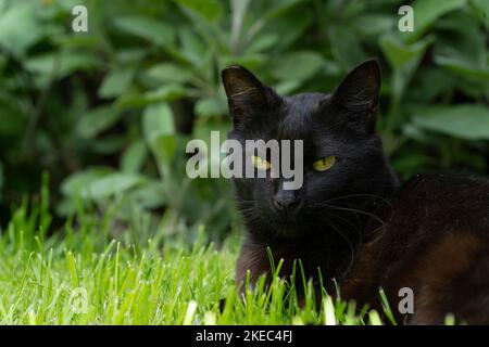 Un chat noir couché et reposant dans un endroit sûr dans l'herbe verte dans le jardin regardant la caméra Banque D'Images