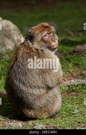 Macaca sylvanus, Berberaffe, Magot, macaque de Barbarie, singe de Barbarie Banque D'Images