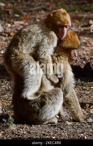 Macaca sylvanus, Berberaffe, Magot, macaque de Barbarie, singe de Barbarie Banque D'Images