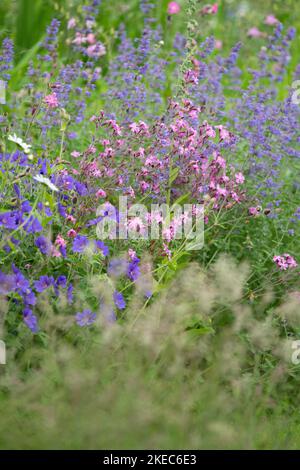 Fleurs sauvages (campion rouge) poussant dans la frontière du jardin dans le jardin sauvage - Royaume-Uni Banque D'Images