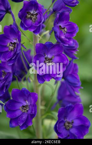 fleurs de delphinium violettes - gros plan Banque D'Images