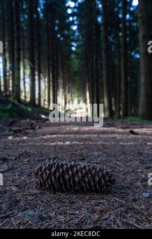 Europe, Allemagne, Sud de l'Allemagne, Bade-Wurtemberg, Forêt Noire, Cône de pin sur un chemin de forêt sombre dans la Forêt Noire moyenne Banque D'Images