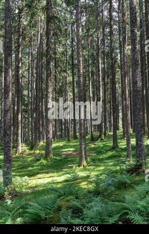 Europe, Allemagne, Sud de l'Allemagne, Bade-Wurtemberg, Forêt Noire, Paysage forestier idyllique juste avant le lac Blinden dans la Forêt Noire Banque D'Images