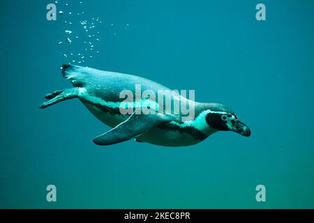 pingouin de jackass (Spheniscus demersus) plongée sous l'eau, captif, Bavière, Allemagne Banque D'Images