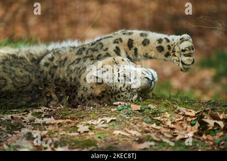 Léopard des neiges (Panthera uncia) dans la prairie et étirements, captif, Bavière, Allemagne Banque D'Images