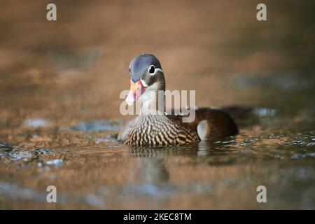 Canard mandarin (Aix galericulata) nageant dans un lac, canard, femelle, faune, Bavière, Deutschlnad, Europe Banque D'Images