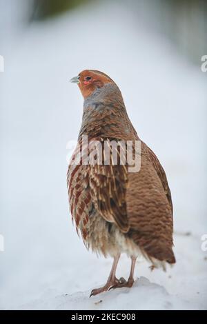 Partridge (Perdix perdix) debout dans la neige, Bavière, Allemagne, Europe Banque D'Images