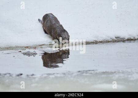 Loutre eurasien (Lutra lutra), marche, frontal, eau, hiver, Bavière, Allemagne, Europe Banque D'Images