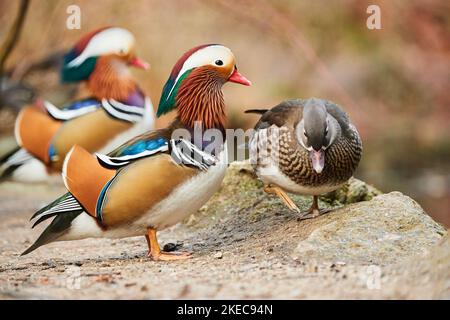 Canard mandarin (Aix galericulata), paire, canard, drake, faune, Bavière, Deutschlnad, Europe Banque D'Images