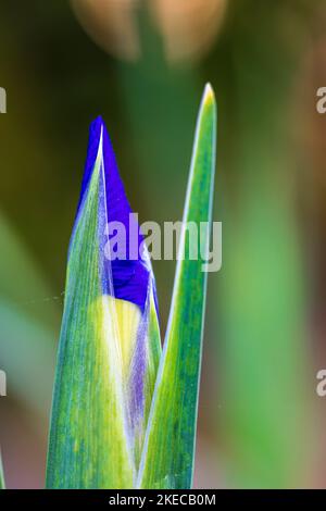 Iris nain, Iris reticulata 'Harmony' Banque D'Images