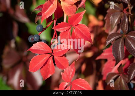 Vigne sauvage avec feuilles rouges d'automne. Banque D'Images