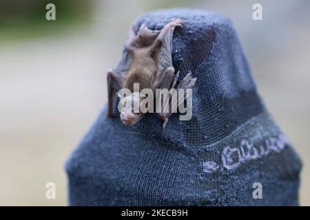 Chauve-souris, chauve-souris, Pipistrellus pygmaeus, jeune, tour à chaussettes Banque D'Images