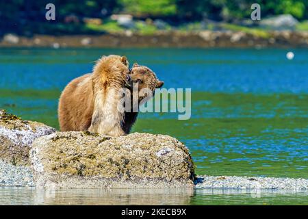La mère grizzli et son cub (2nd ans) jouent le long de la basse tideline à Knight Inlet, territoire des Premières nations, Territoires traditionnels des Kwakw Banque D'Images