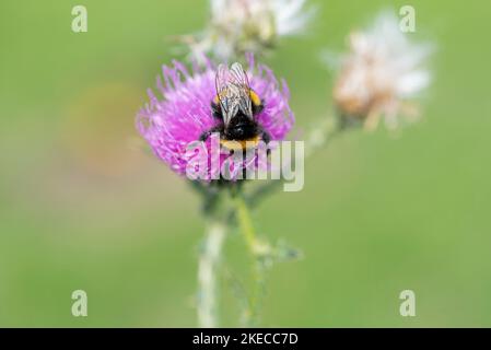 Bumblebee repose sur le chardon à fleurs et recueille le pollen de fleur Banque D'Images