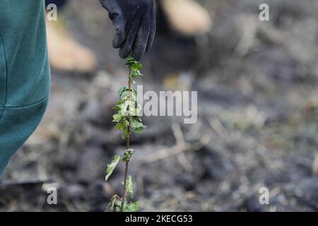 Détails de faible profondeur de champ (mise au point sélective) avec une main avec un gant touchant un arbre qui s'arpante pendant un arbre d'automne plantant sur un froid de novembre et Banque D'Images