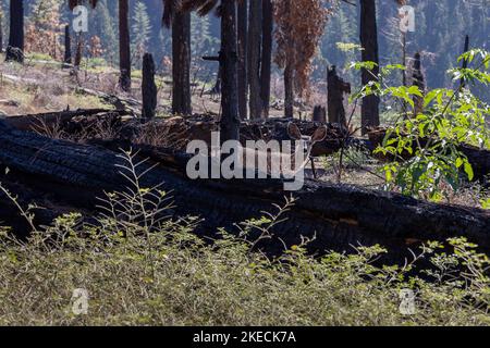 Cerf mulet dans la forêt avec les nombreux arbres brûlés dans le canyon des rois et le parc national de Sequoia, Californie, États-Unis Banque D'Images