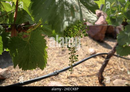 Pousse de vigne : bouquet de raisin vert en gros plan capturé dans le domaine argentin. Banque D'Images