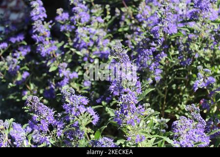 blossoming bluebeard in the garden Stock Photo