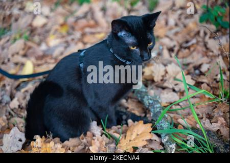 Le chat noir sur une laisse découvre la forêt en automne Banque D'Images