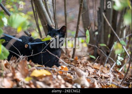 Le chat noir sur une laisse découvre la forêt en automne Banque D'Images