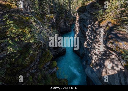 Canyon Athabasca dans l'après-midi au parc national Jasper 2, Canada Banque D'Images