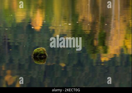 Tourbière de Lispach près de la Bresse, pierre recouverte de mousse dans l'eau, feuilles d'automne colorées reflétées dans le lac, France, région du Grand est, montagnes des Vosges, Parc naturel régional des ballons des Vosges Banque D'Images