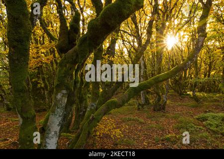 Atmosphère d'automne dans une forêt de hêtres paralysée près de la Schlucht, troncs d'arbres couverts de mousse, lumière du soir, France, région du Grand est, montagnes des Vosges Banque D'Images