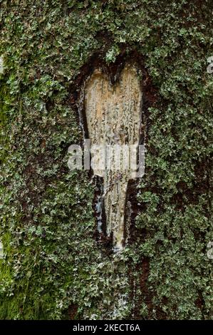 La résine coule d'une plaie en forme de coeur d'un tronc d'arbre, l'écorce surcultivée avec du lichen et de la mousse, France, montagnes des Vosges Banque D'Images