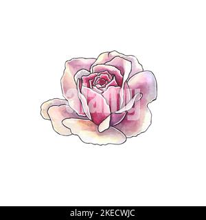 Rose. Illustration aquarelle d'une rose rose. Dessin à la main fleur isolée sur fond blanc. Illustration botanique pour le mariage. Banque D'Images