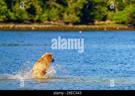 le petit ours grizzli de 1,5 ans pourchasse les ombres le long du rivage de Knight Inlet, territoire des Premières nations, Territoires traditionnels des Kwakwaka'wa Banque D'Images