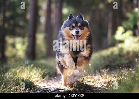 Course à pied de Lapphund finlandais Banque D'Images