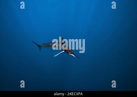 Striped Marlin, Mexique Cabo San Lucas Banque D'Images