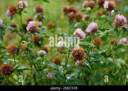 Un gros plan de trèfle colorés (Trifolium fragiferum) dans le jardin avec des tiges et des feuilles vertes Banque D'Images