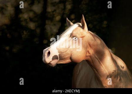 Portrait American Paint Horse Banque D'Images