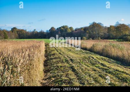 Reedland, herbage et forêt marécageuse dans le parc national Weerribben-Wieden aux pays-Bas, la plus grande tourbière d'Europe du Nord-Ouest. Banque D'Images