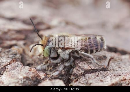 Photo macro d'une abeille mâle solitaire de mégachile pilidens sur une surface en bois Banque D'Images