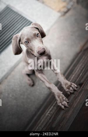 Chiot Weimaraner Banque D'Images
